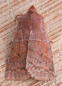 Three-spotted Sallow
